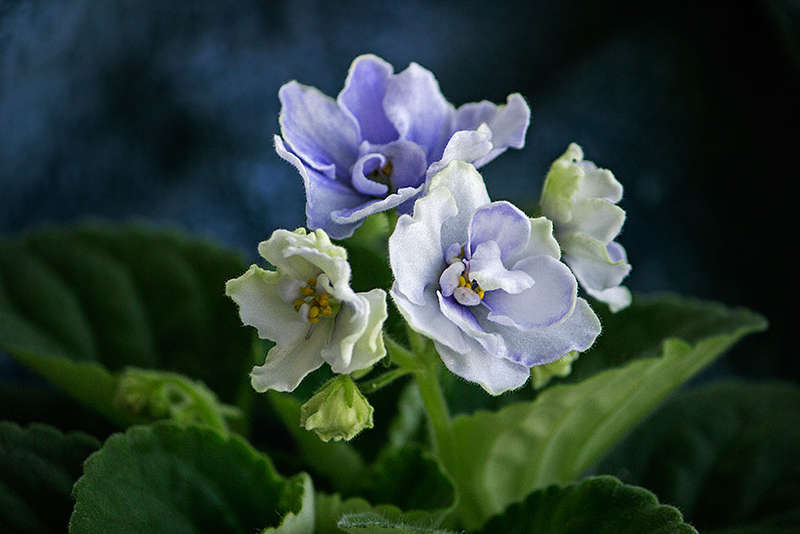 Blue Victoria Volkmann Forum Cvetovodov Frau Flora