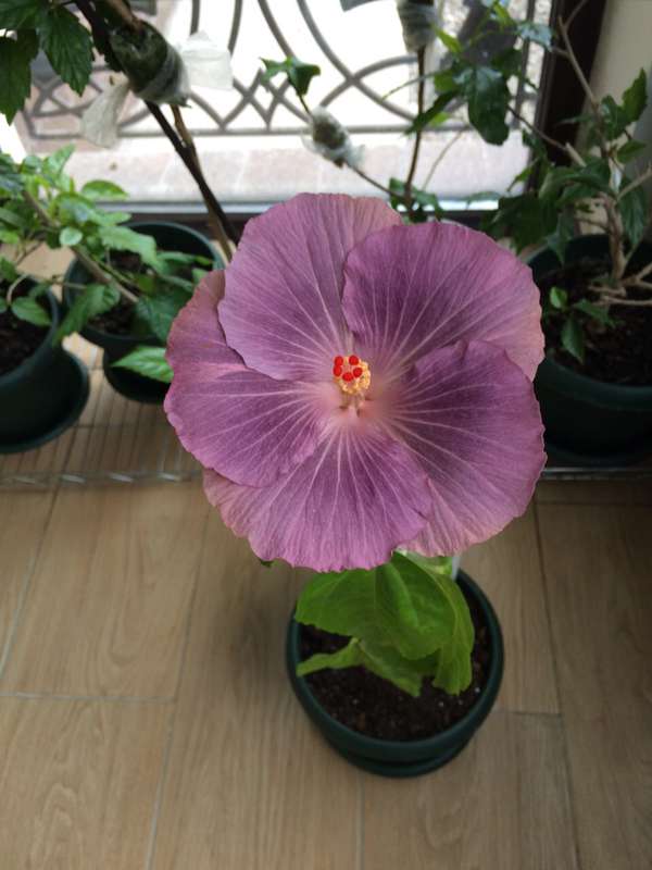 Гибискус Hibiscus Moorea Antonia