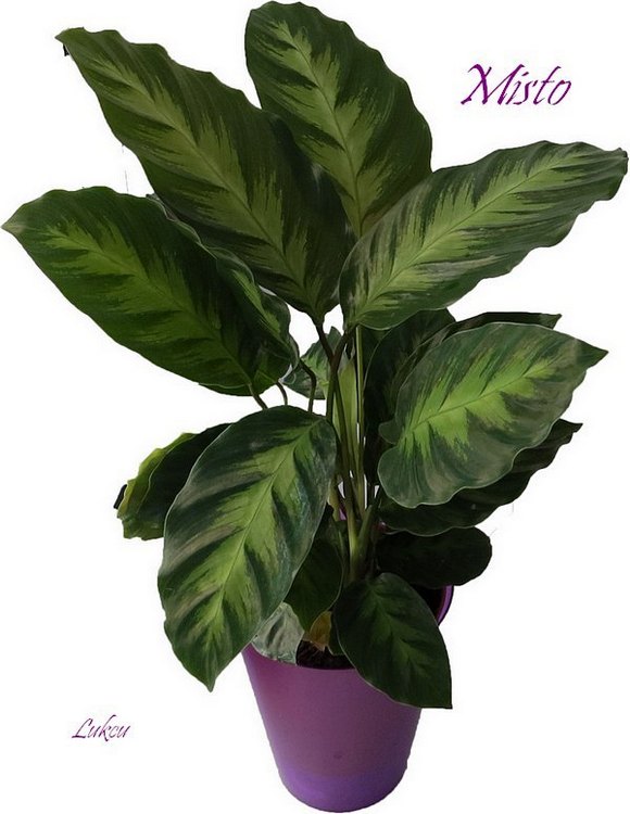 Калатея Луизы (Calathea louisae