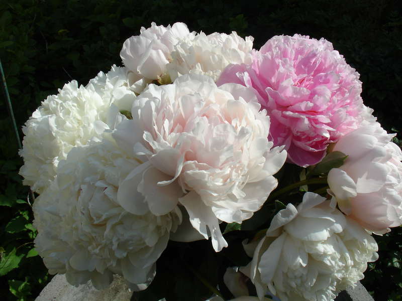 20 лет  выставкам цветов в г.Казани