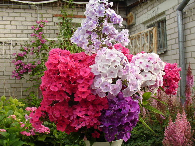 20 лет  выставкам цветов в г.Казани