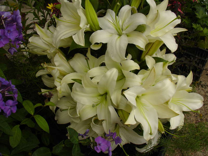 20 лет  выставкам цветов в г.Казани