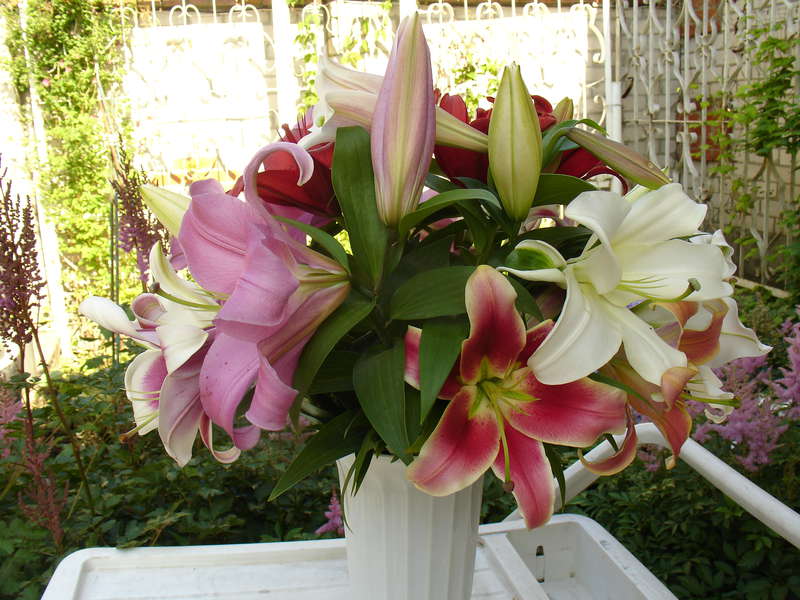 20 лет  выставкам цветов в г.Казани