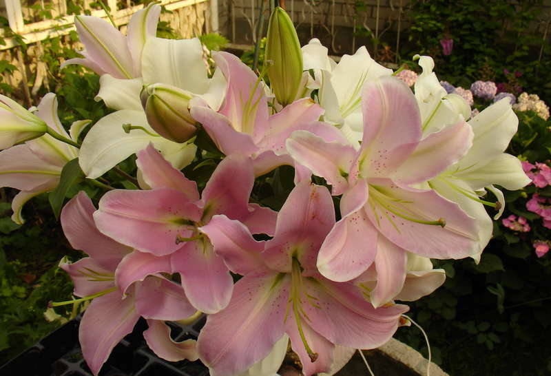 20 лет  выставкам цветов в г.Казани