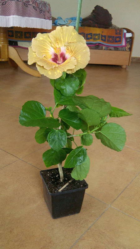 Коробейники 