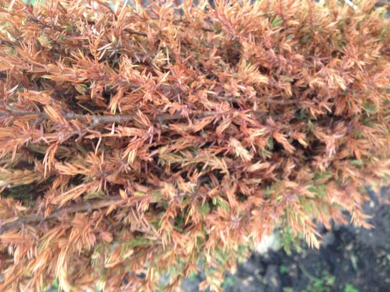 Восстановление проблемных хвойных после зимовки