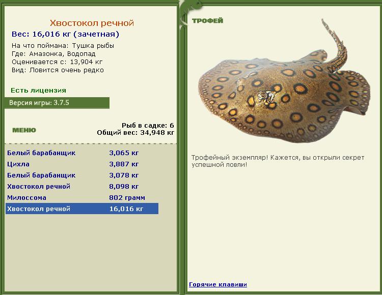 Сиамский карп 