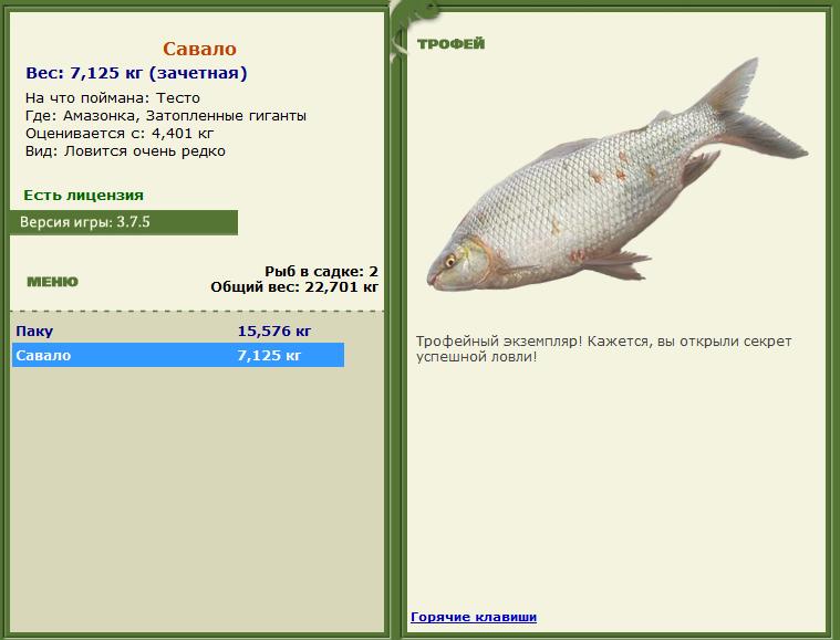 Сиамский карп 