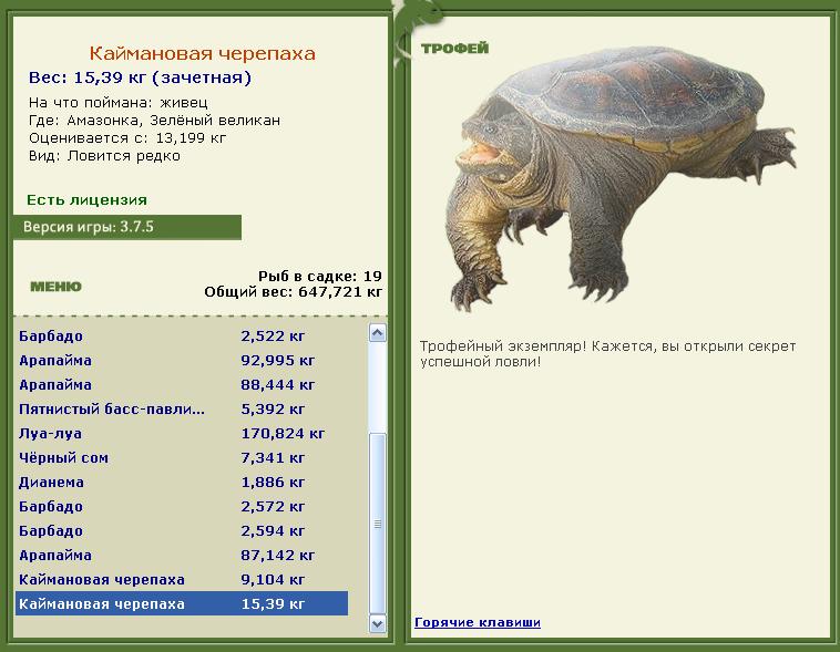 Сиамский карп 