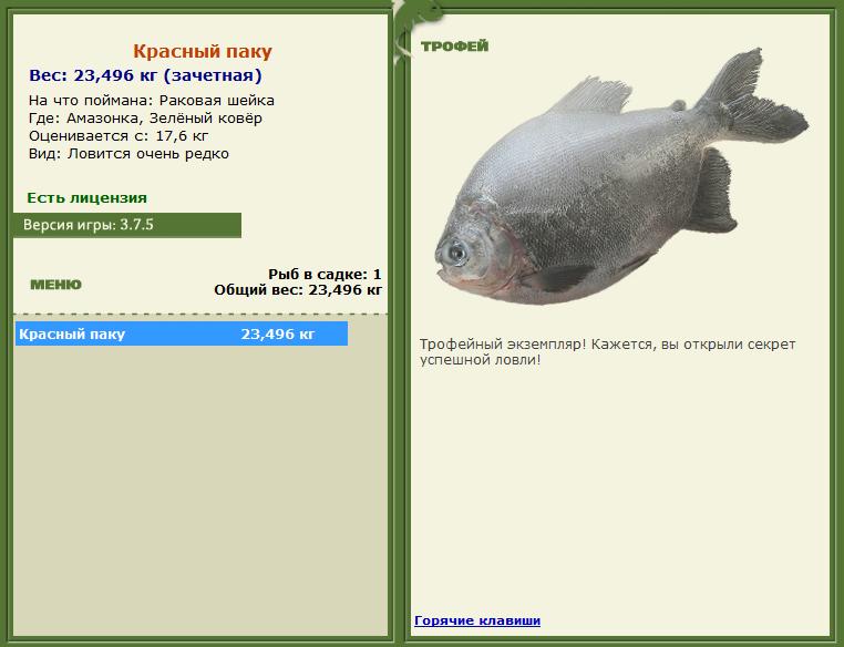 Сиамский карп 