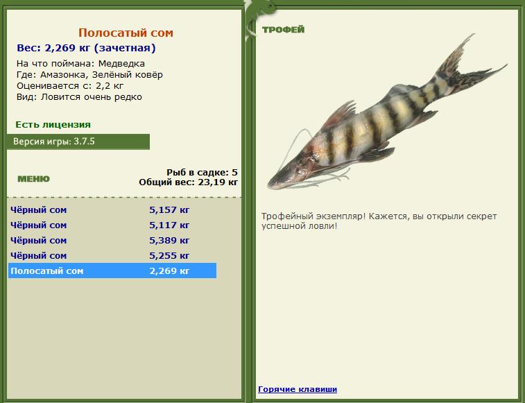 Сиамский карп 