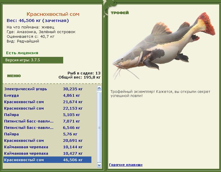 Сиамский карп 