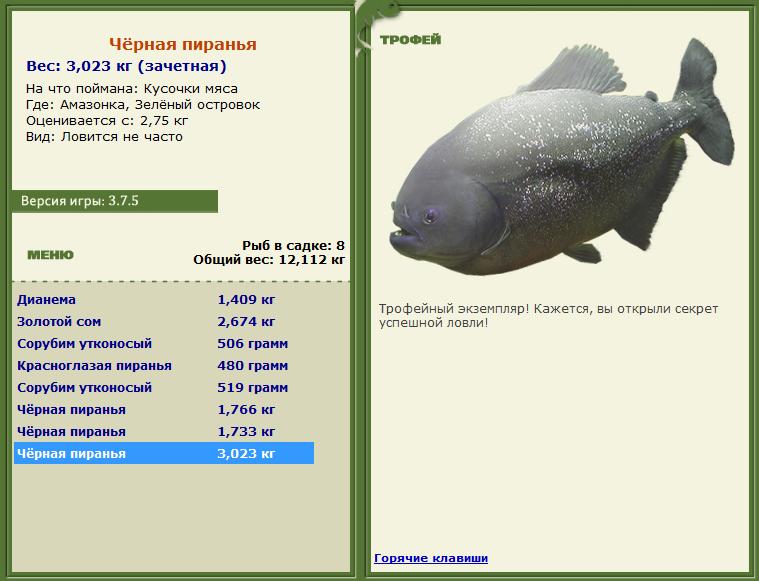 Сиамский карп 
