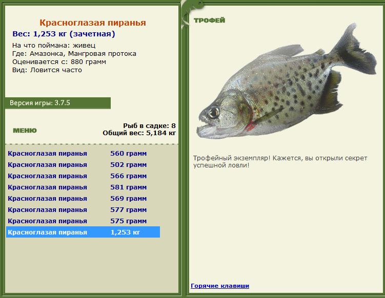 Сиамский карп 