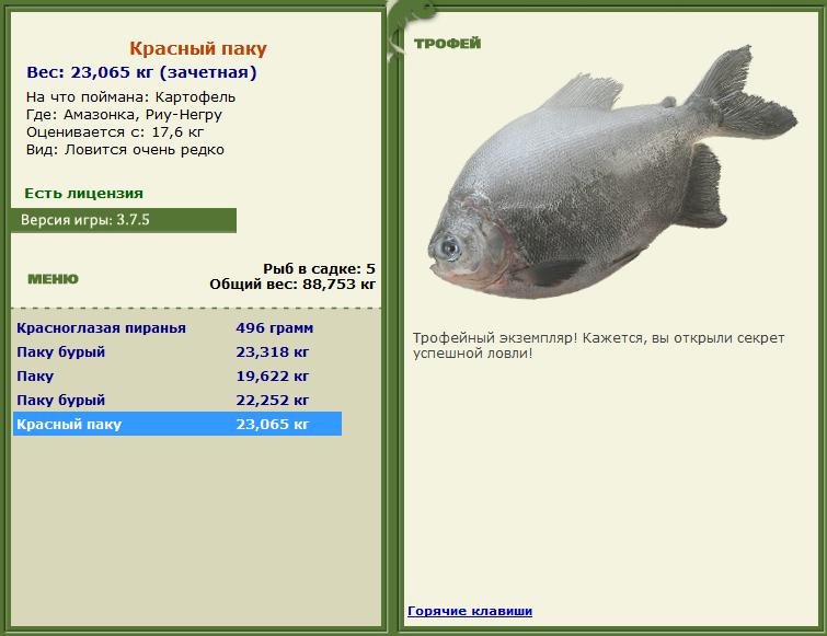 Сиамский карп 