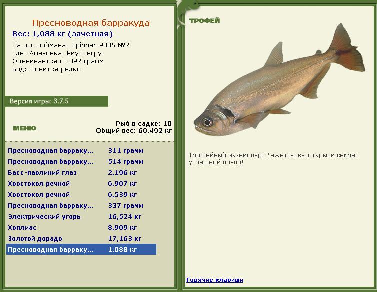 Сиамский карп 