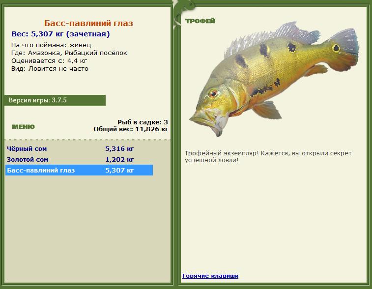 Сиамский карп 