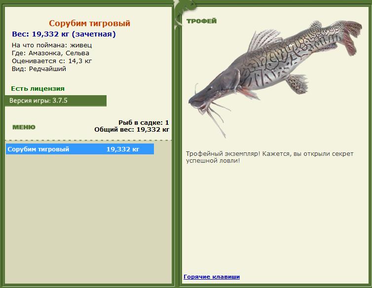 Сиамский карп 