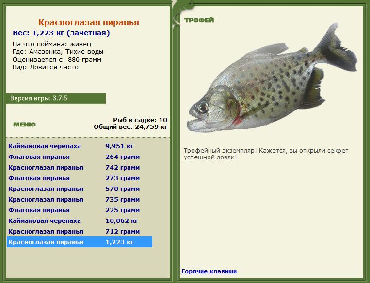 Сиамский карп 