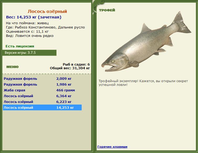 Сиамский карп 