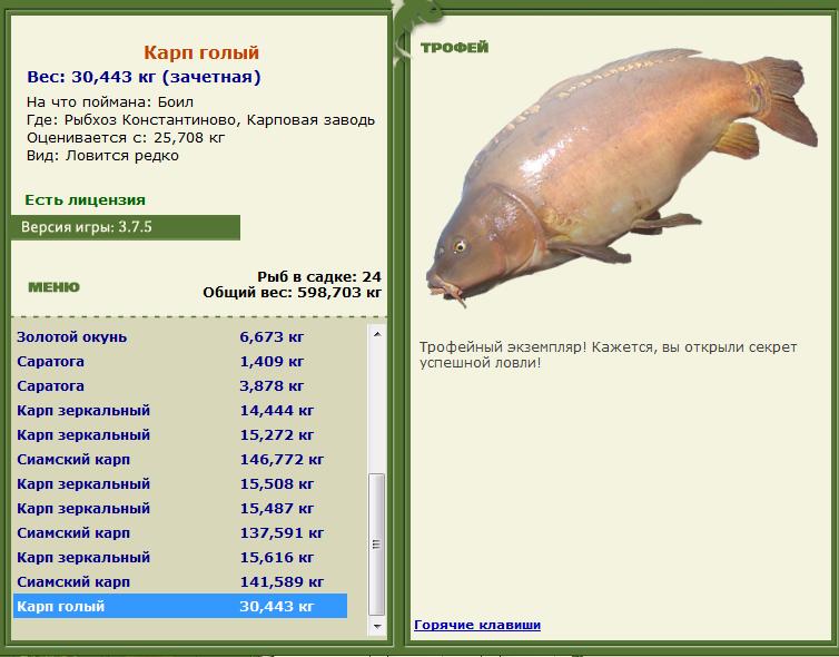 Сиамский карп 