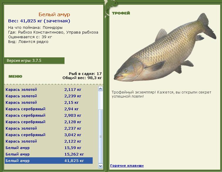 Сиамский карп 