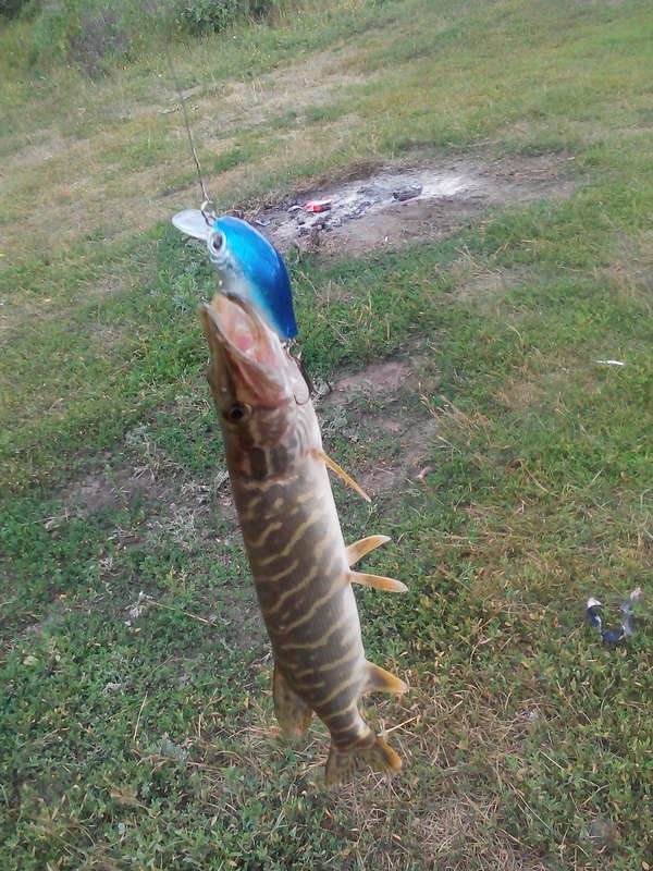  сообщество игроков MMORPG и онлайн-игр. • Просмотр темы - Рыбалка))