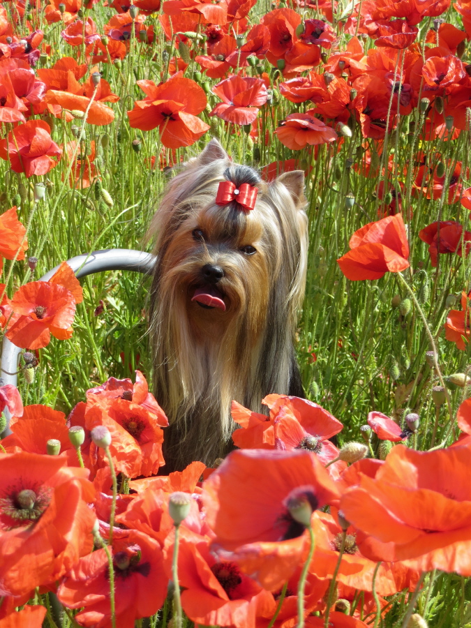 Йоркширский терьер в Эстонии! 