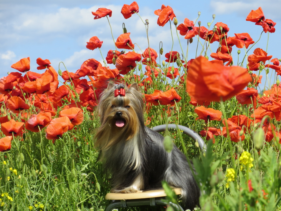 Йоркширский терьер в Эстонии! 