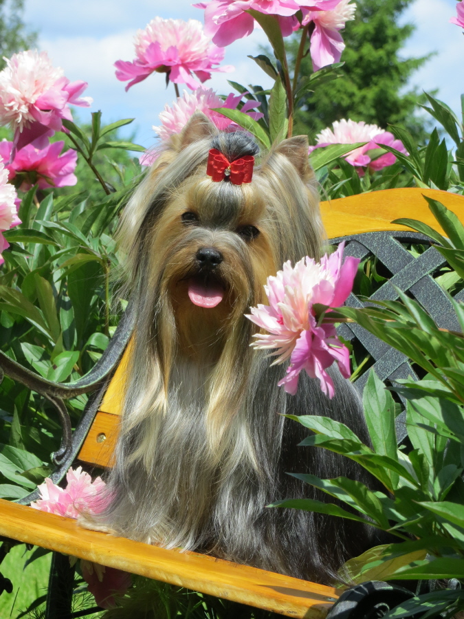 Йоркширский терьер в Эстонии! 