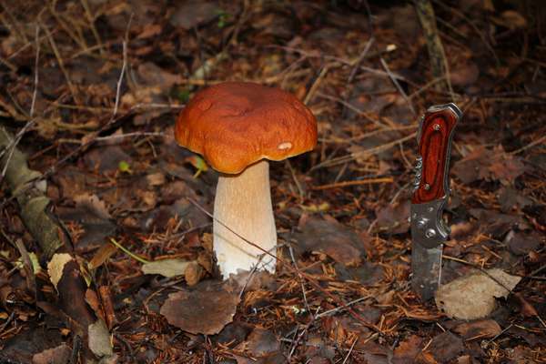 Дмитров, Яхрома, Дубна, Кимры...и другие города России:) • Просмотр темы - Детский досуг в выходные.....