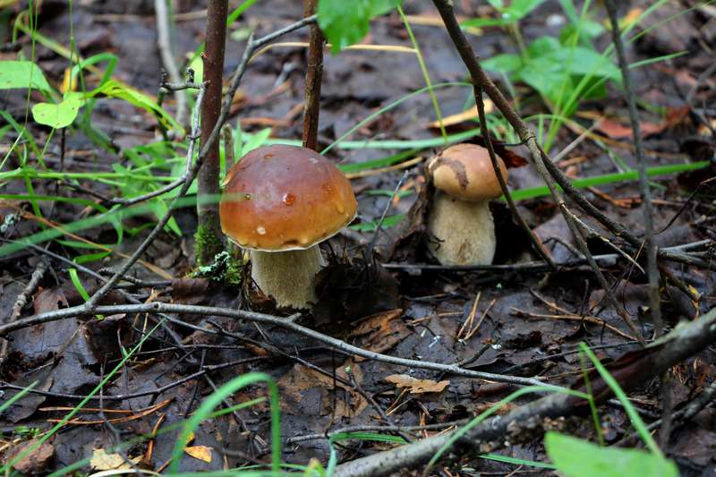 Дмитров, Яхрома, Дубна, Кимры...и другие города России:) • Просмотр темы - Детский досуг в выходные.....