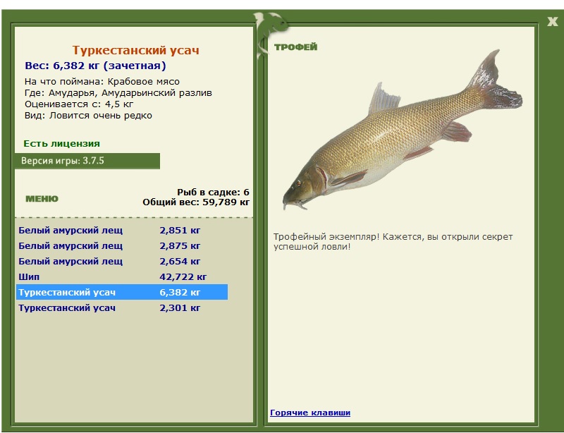 Туркестанский усач 