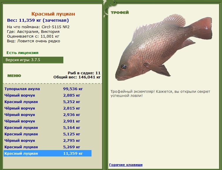 Красный луциан 