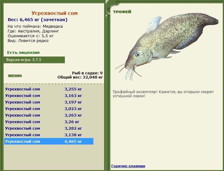 Угрехвостый сом 