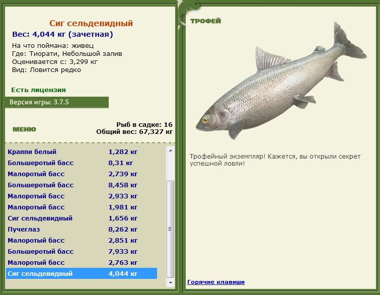 Живец 