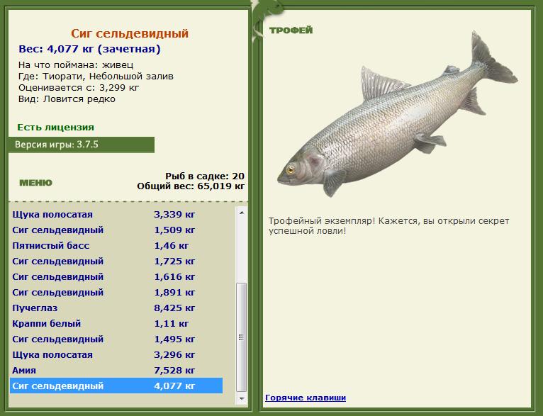 Живец 