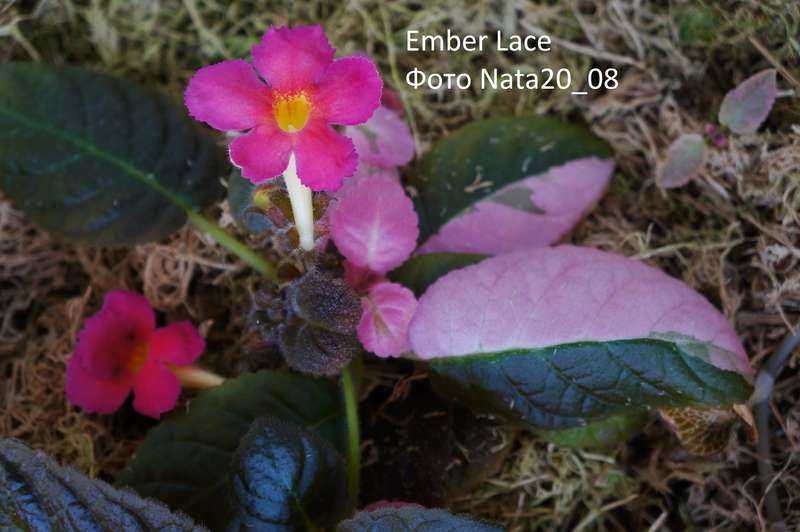 Ember lace hot sale