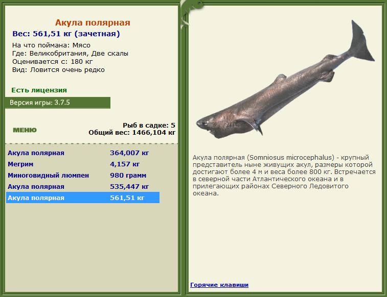 Летрин длиннорылый 