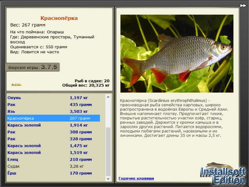 Туманный восход 