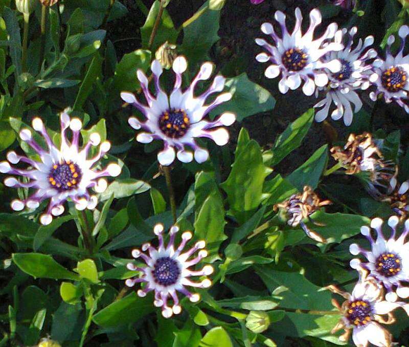 Цветы остеоспермум фото и выращивание и уход в открытом грунте