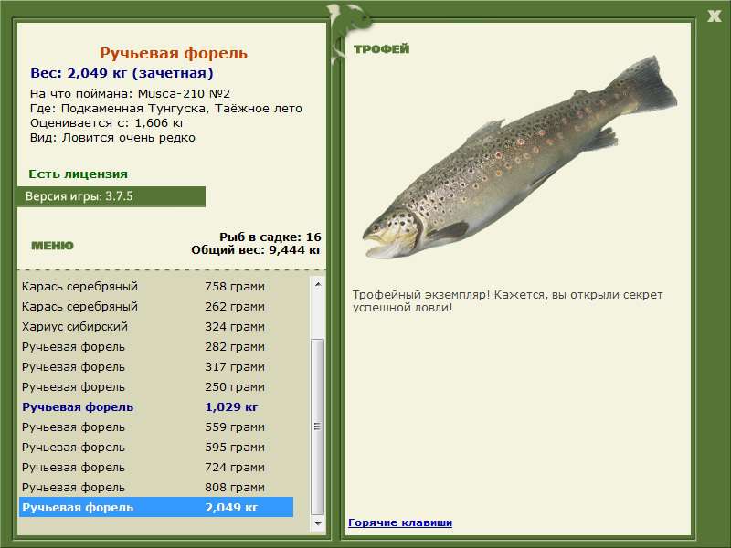 Ручьевая форель 
