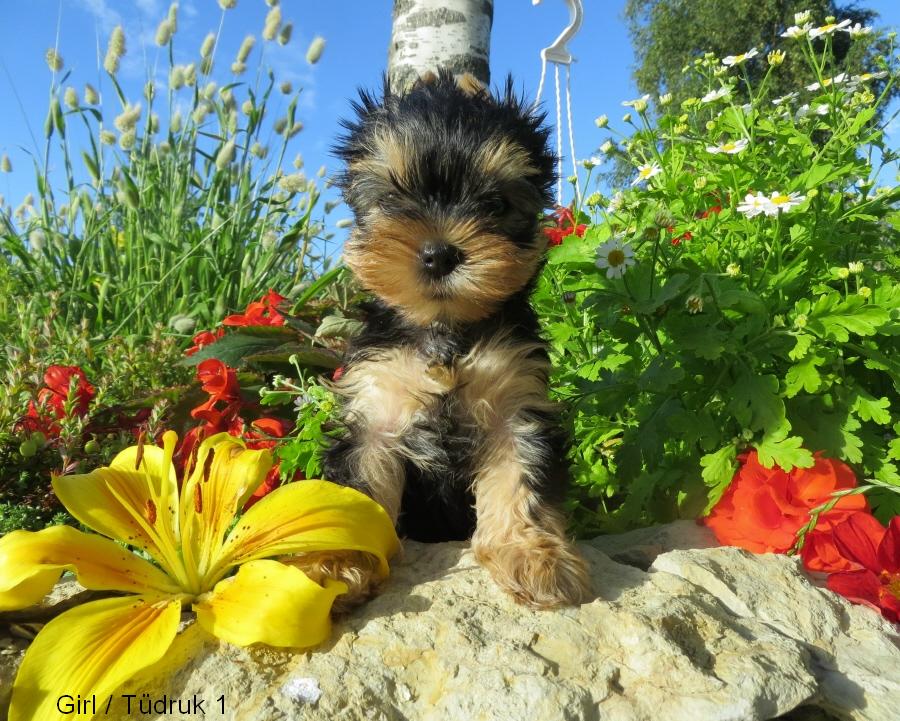 Йоркширский терьер в Эстонии! 