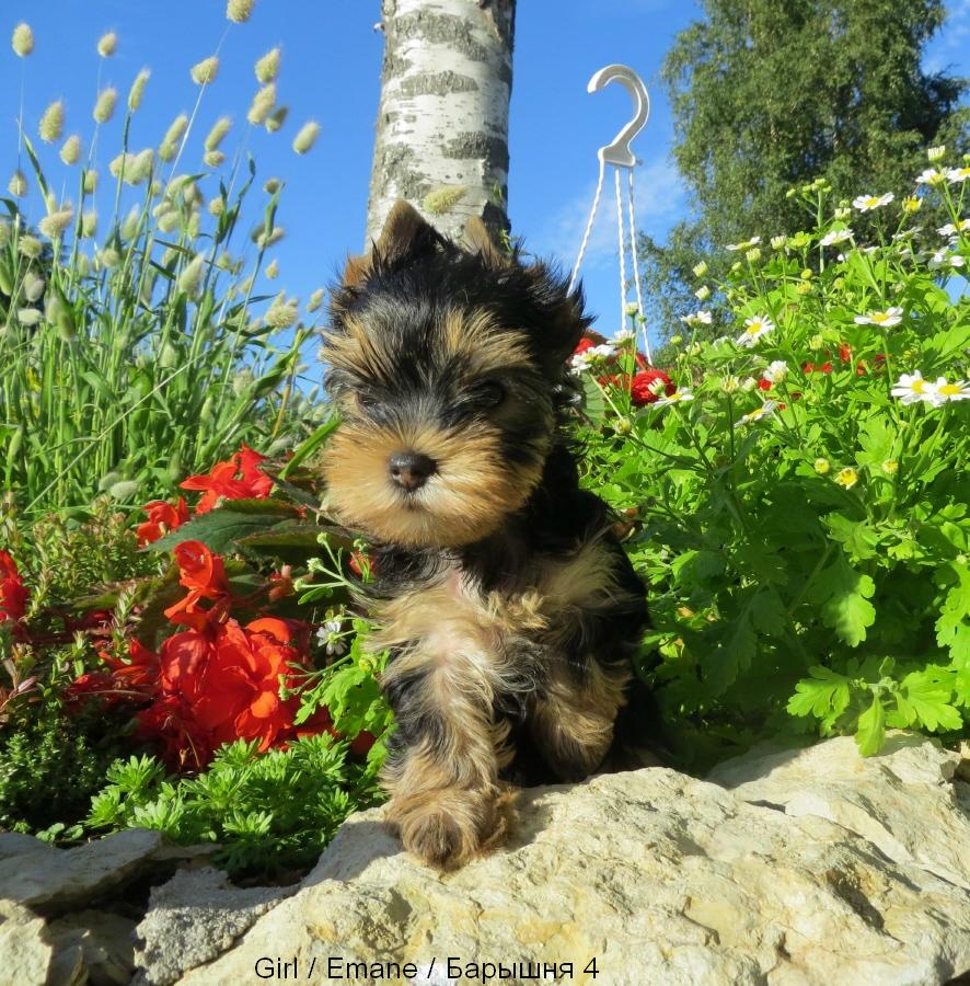Йоркширский терьер в Эстонии! 