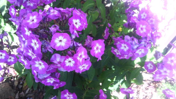 Флокс Метельчатый