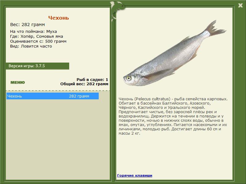 Сомовья яма 