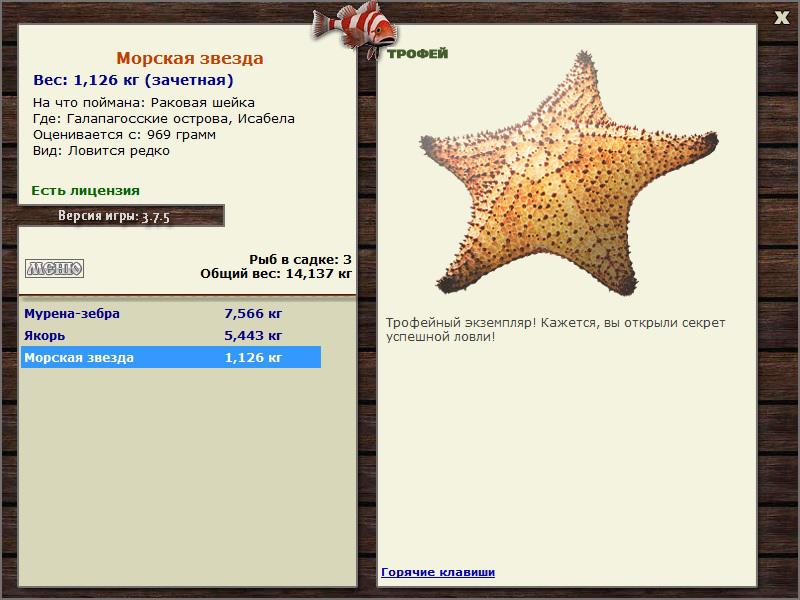 Морская звезда 