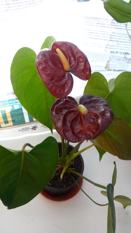  Антуриум (Anthurium)