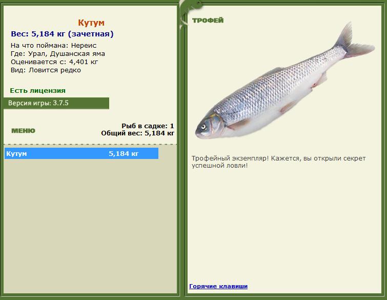 Густера 