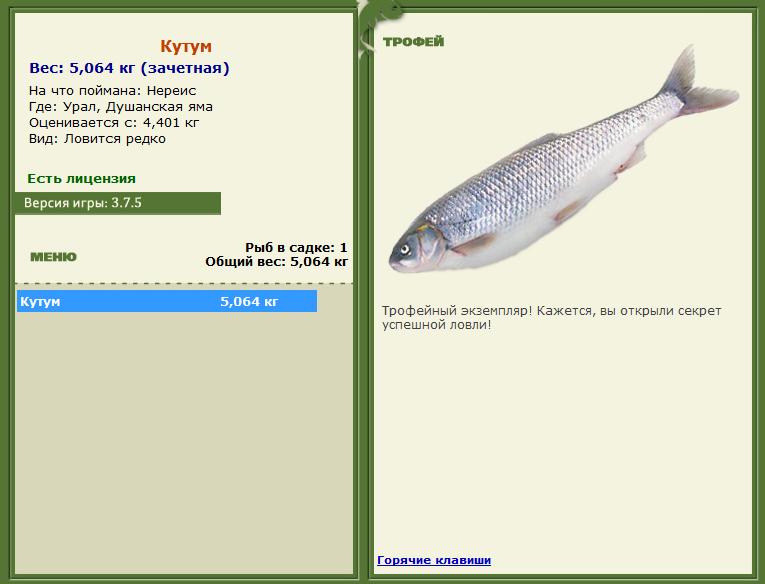 Густера 